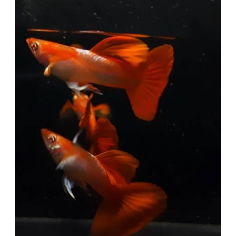 stiker albino tuxedo red r