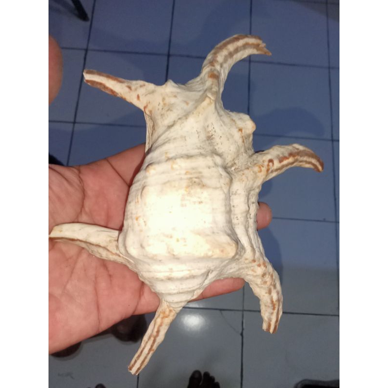 cangkang kerang laut