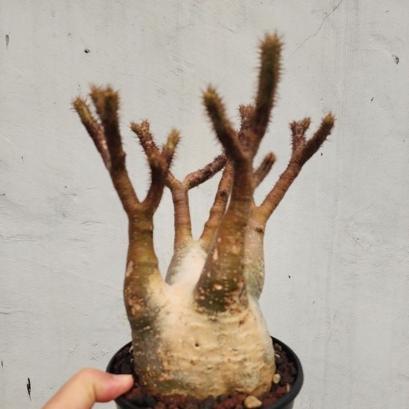 Pachypodium gracilius