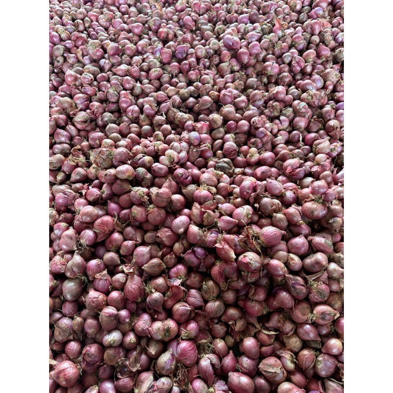 

BAWANG MERAH,premium ukuran sedang