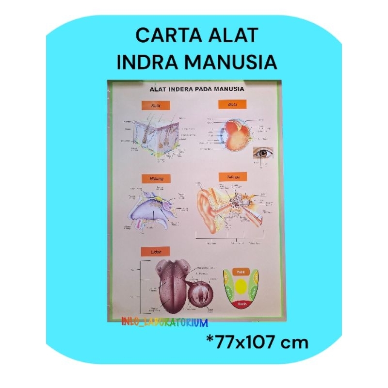 

Carta Alat Indra Manusia/Poster Alat Indra Manusia
