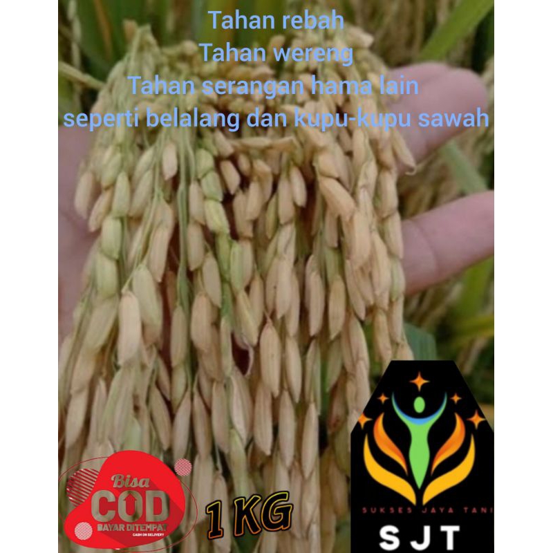 benih padi Ciherang mutiara kualitas unggul super 1kg