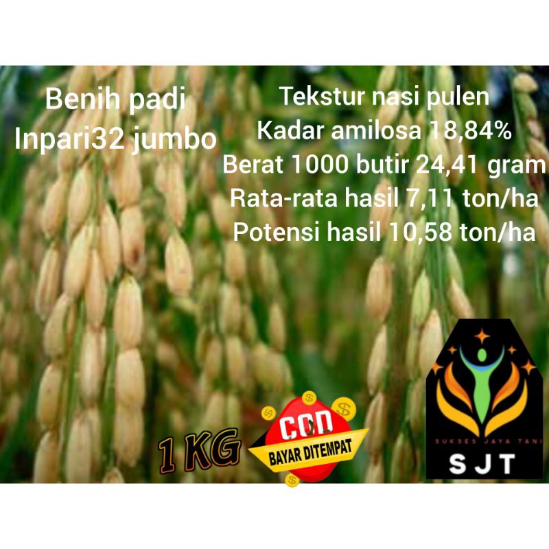 benih padi unggul inpari 32 jumbo kualitas super 1kg