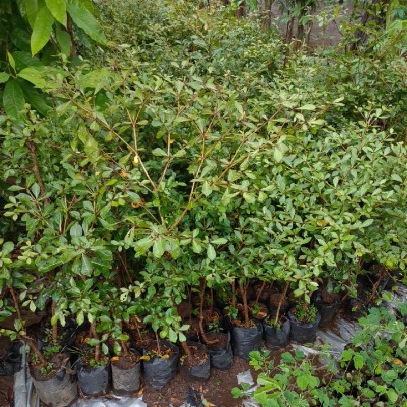 Bibit Tanaman Ketapang Kencana Batang Besar