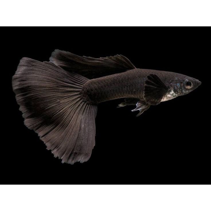Guppy Black Moscow