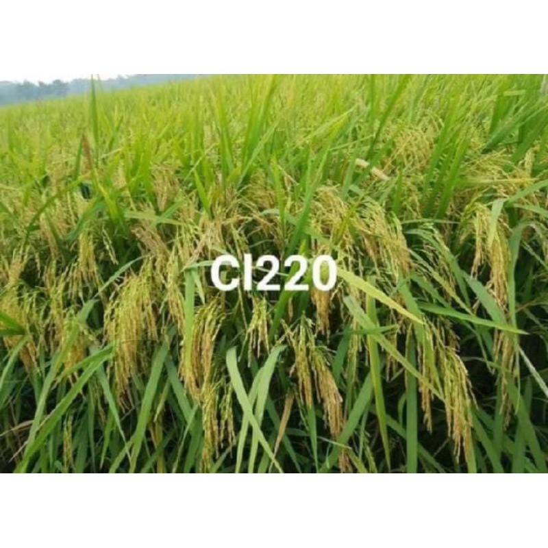 BENIH PADI UNGGUL CL220 BERKUALITAS TERBAIK  5Kg