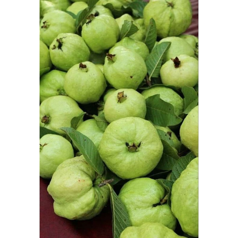 

jambu kristal super asli petik pohon langsung 1 kg