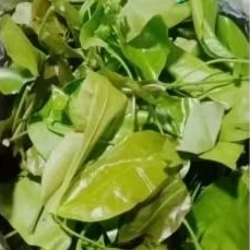 

daun melinjo . 100grm.Rp.3.500