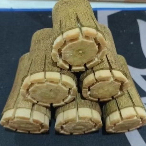 isi 3 batang bahan stek pecah sisip batang sancang ukuran besar