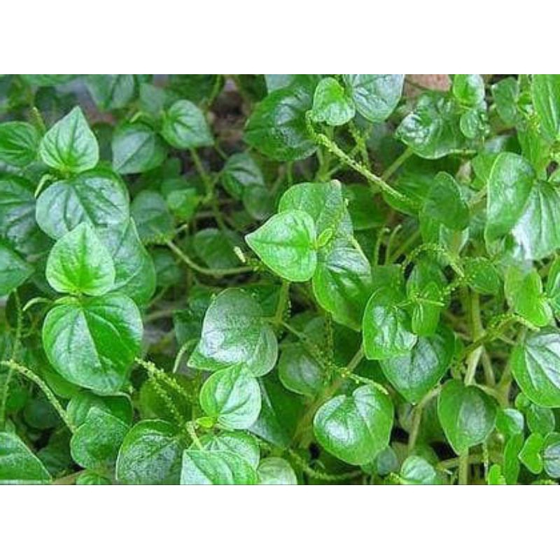 

sirih China atau sireh cina Langkat 100 gram