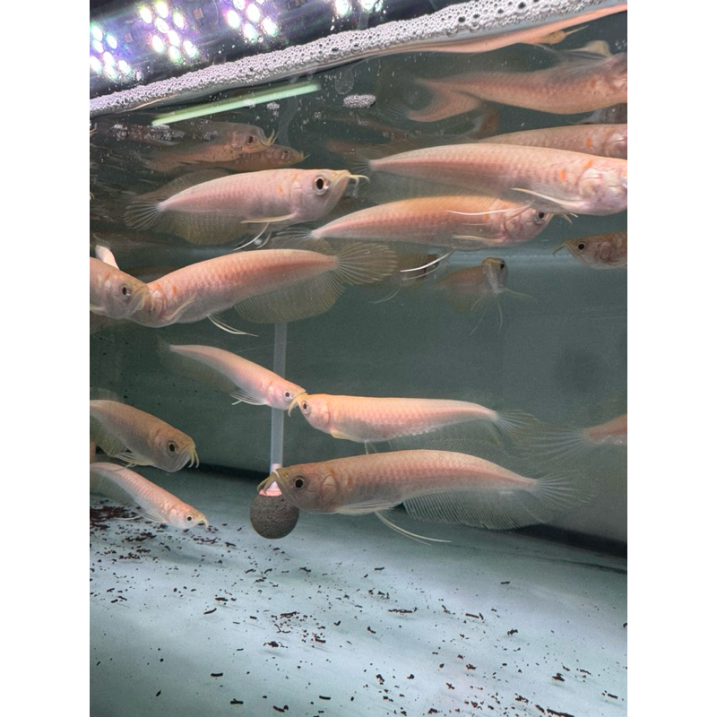 Mainan Arwana silver albino