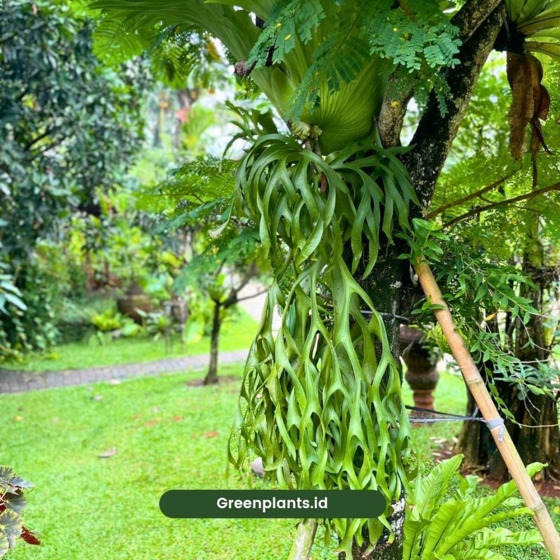 Platycerium coronarium besar indukan