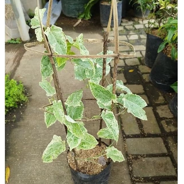 Tanaman Bunga Thunbergia Varigata - Variegata - Tanaman Hias Merambat