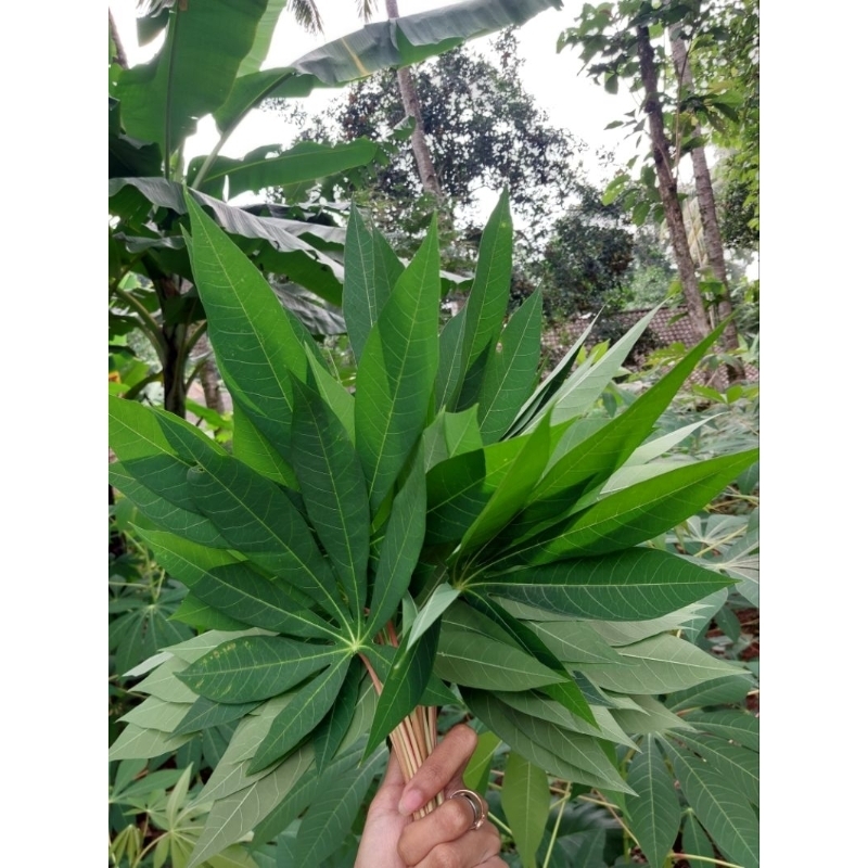 

DAUN SINGKONG FRESH DARI KEBUN PER IKAT DIJAMIN SEGAR