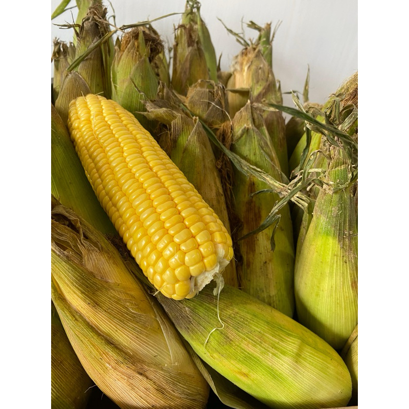 

Jagung Manis per kilo - Sabuga Medan