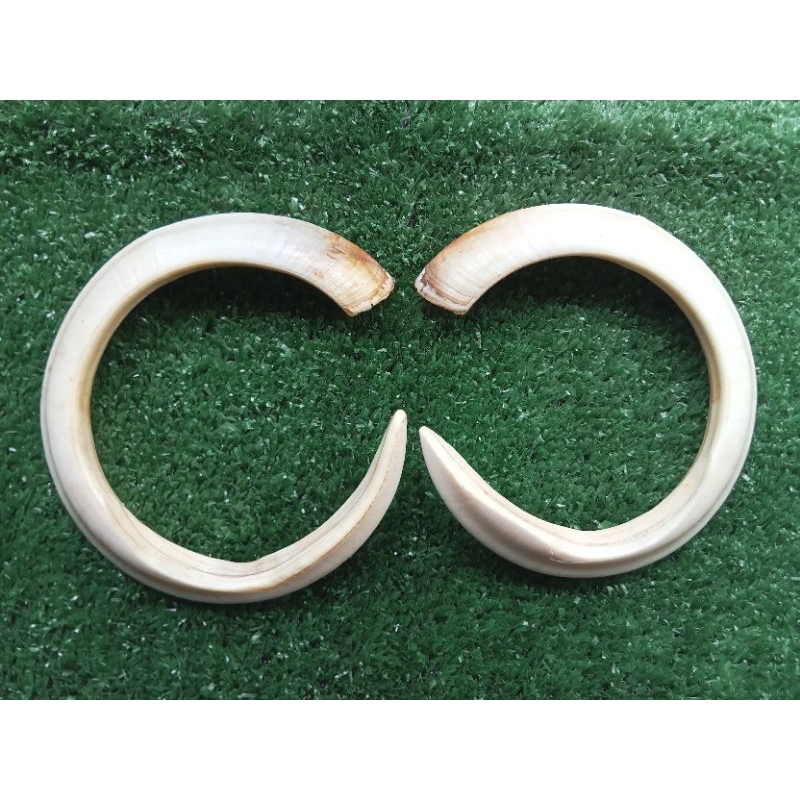 Sepasang Liontin taring babi asli Melingkar unik