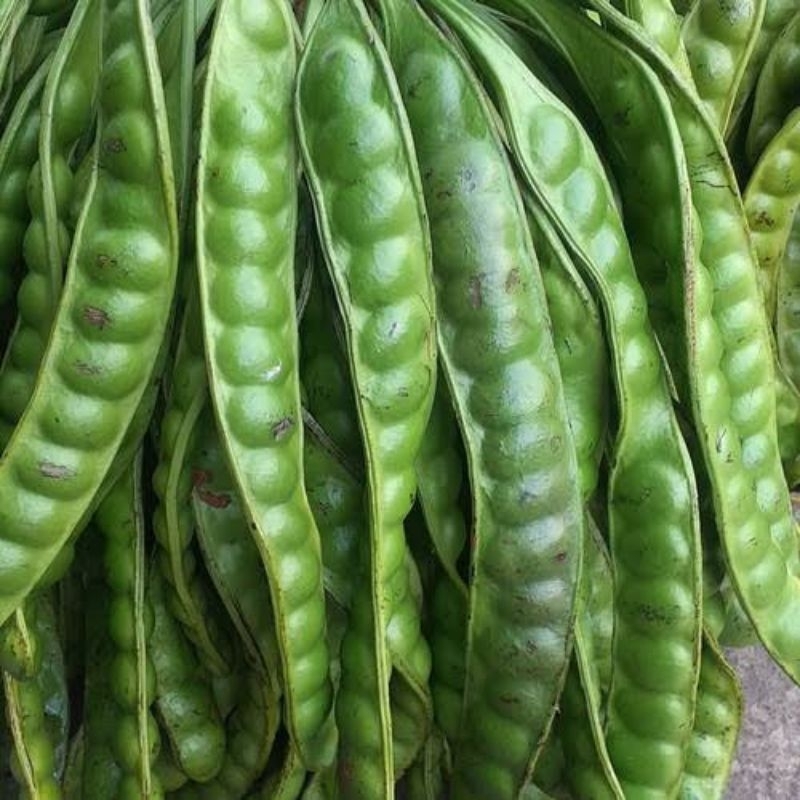 

Pete tua segar dari pohon isi 10 papan grade A
