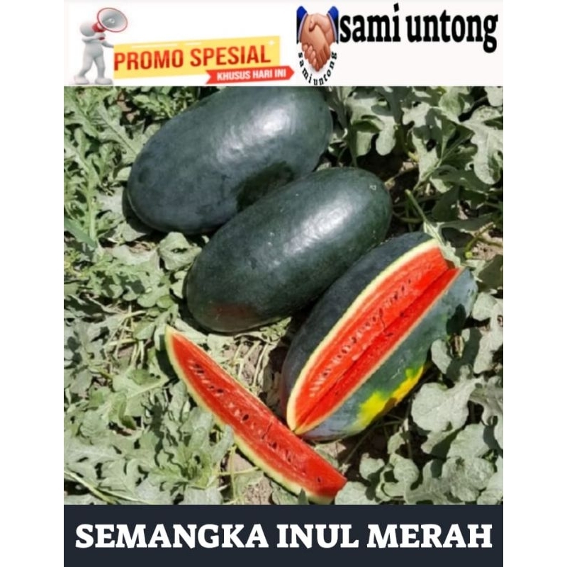 BARU VIRAL BENIH SEMANGKA MERAH INUL JUMBO spesial promo bibit tanaman semangka inul