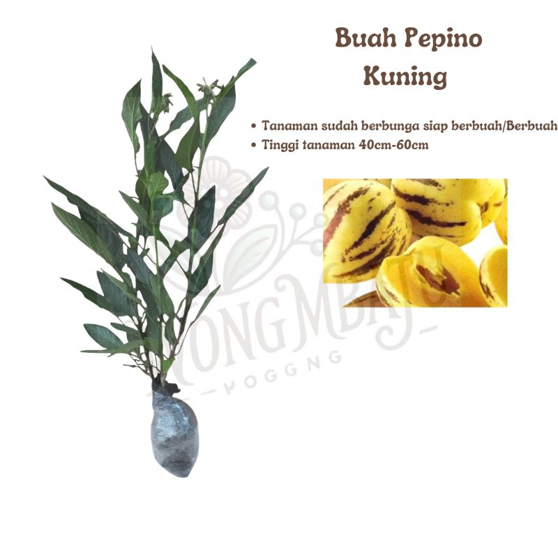 Tanaman Buah Pepino Kuning Pepino Melon Berbunga/Berbuah