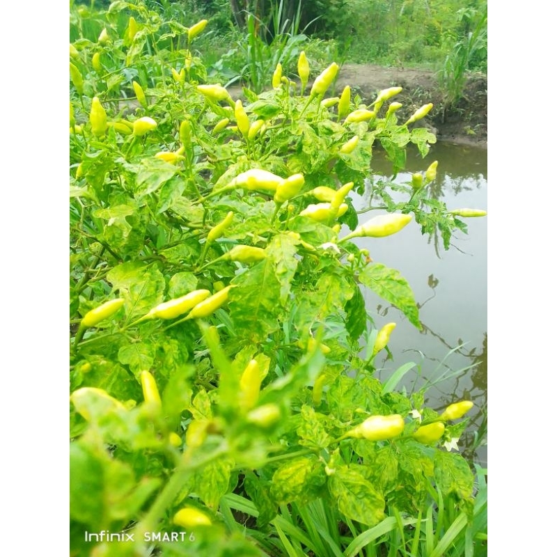 

Lombok | Cabe Rawit hijau segar