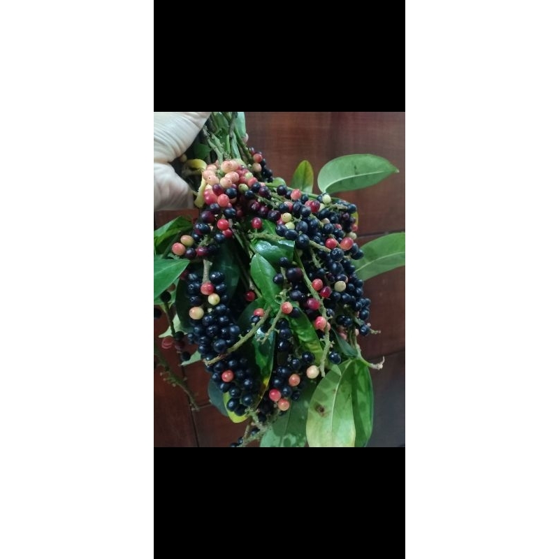 

buah wuni