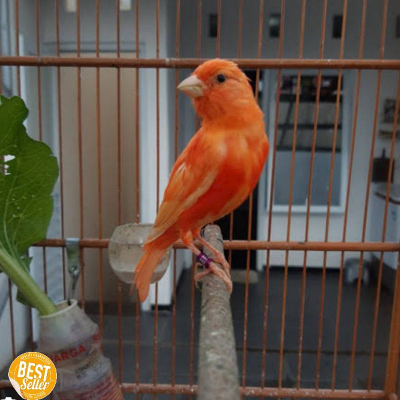 Burung kenari merlok gacor murah pilihan asli bukan Silangan