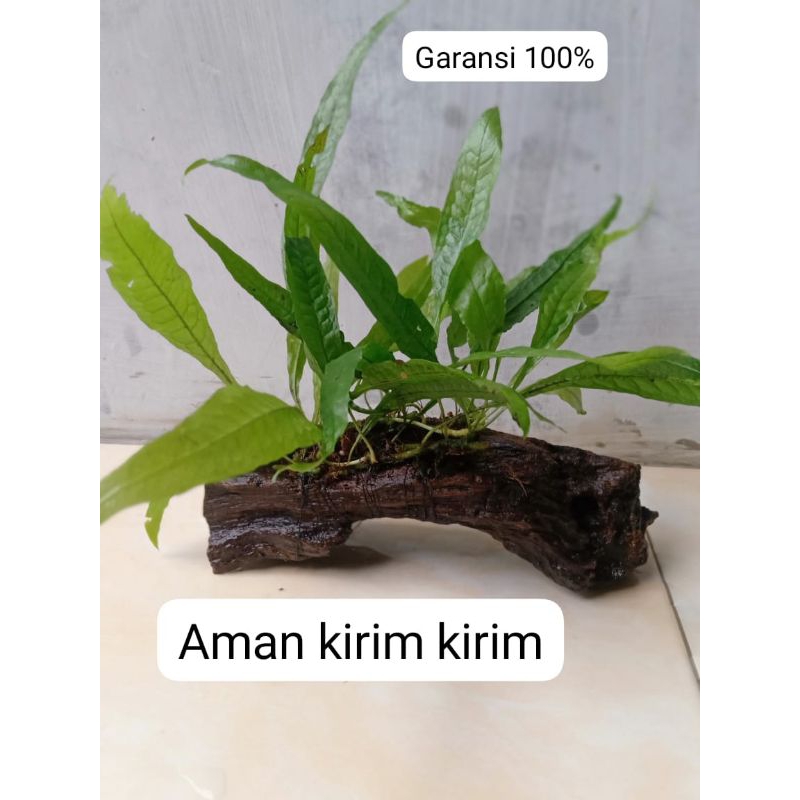 rentek kayu pakai kadaka java freen untuk hiasan aquascape