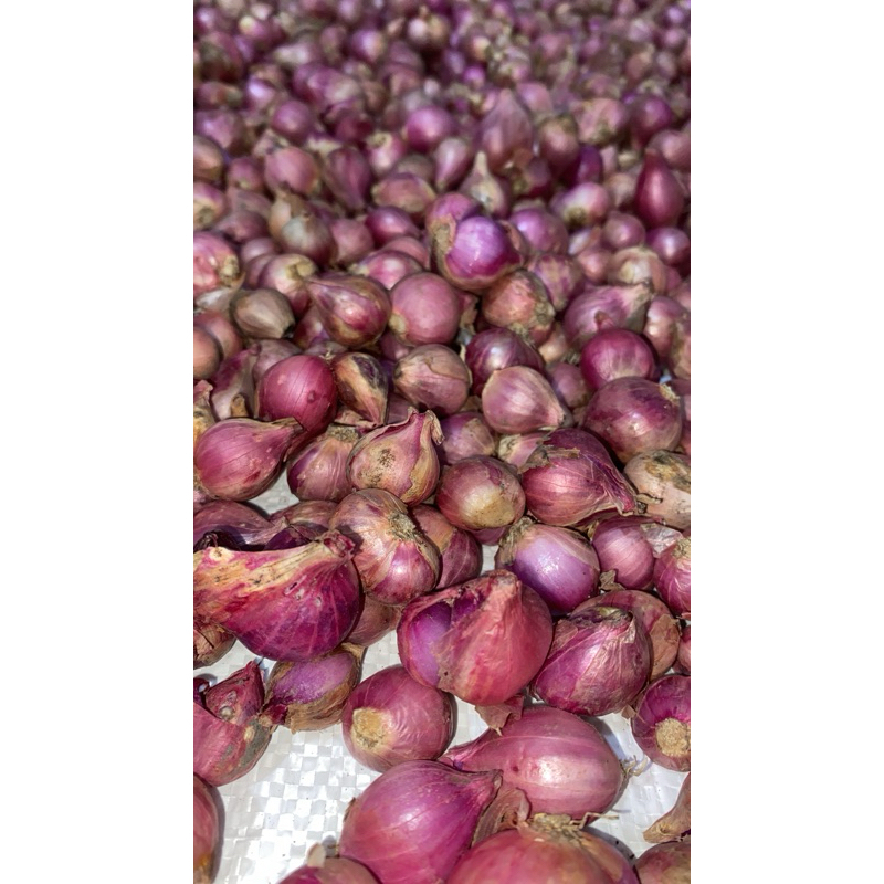 

Bawang merah probolinggo 1 kg