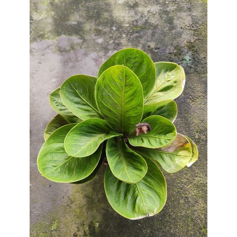 anthurium mangkok (anthurium krakatau)