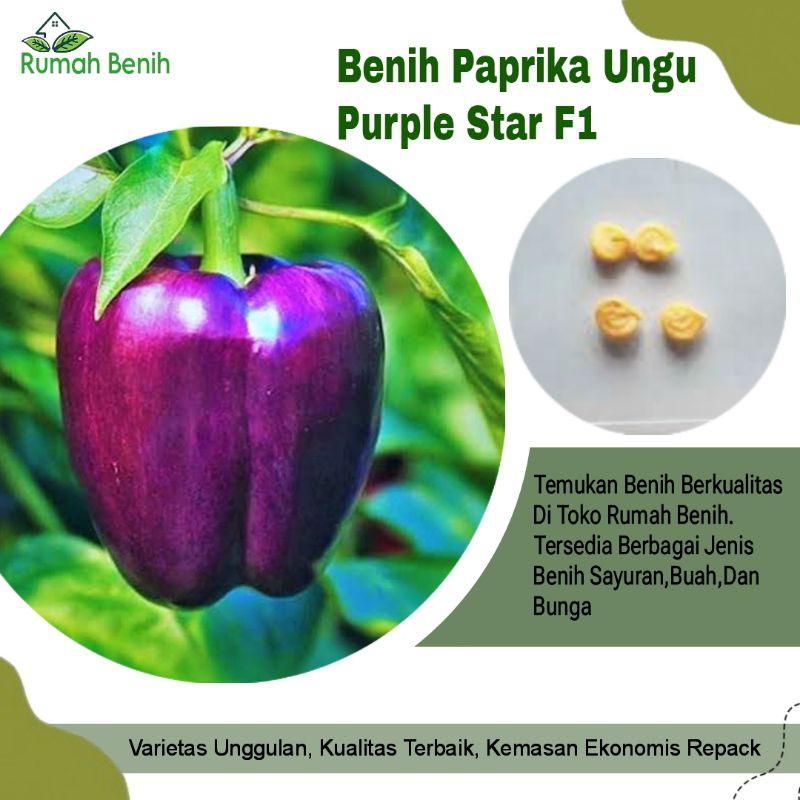 Benih Paprika Ungu Purple Star  F1 / Bibit Benih Paprika Purple / Biji Benih Paprika Ungu / Benih Sa