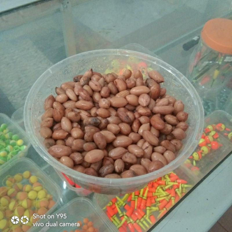 Kacang Presto Umpan ikan Bawal siap pakai 500g