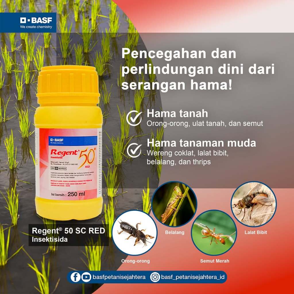 Pembasmi rayap ulat obat semut Regent 50 SC