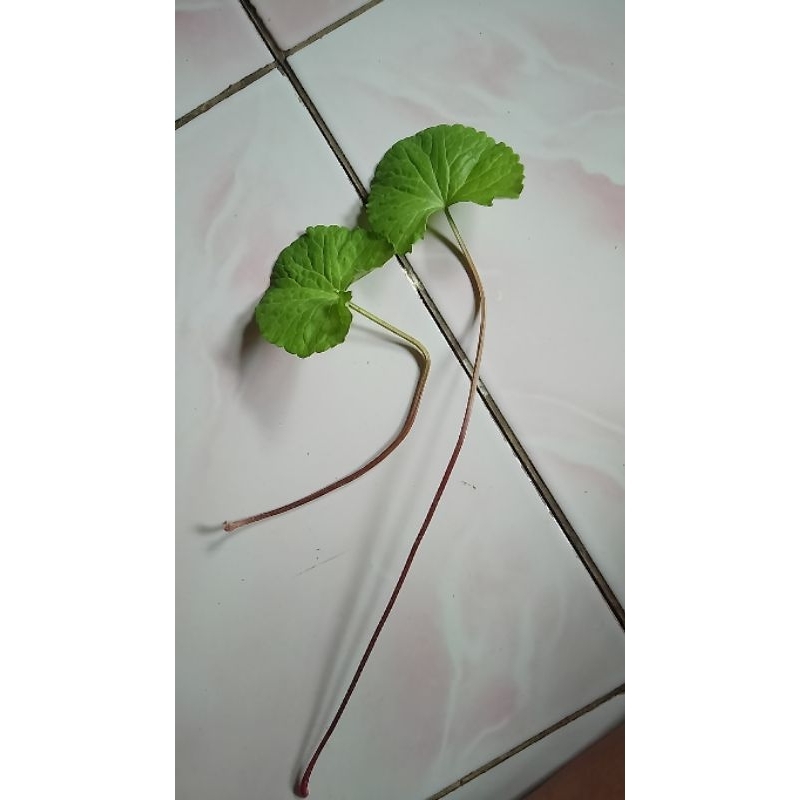 

jual centella asiatica pegagan pegagan merah