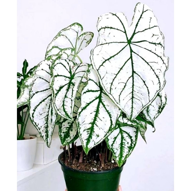 ( BISA COD ) Caladium Gajah Putih Keladi Hias Gajah Putih Tanaman Hias Keladi Murah Meriah / Keladi 