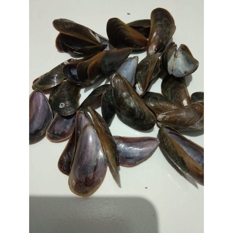 Kerang Kulit hijau (ukuran random)