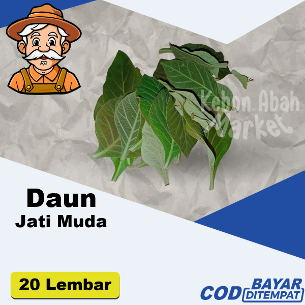 

Daun Jati Muda Segar Fresh 20 Lembar Size Sedang Kecil Langsung Petik Dadakan Obat Herbal Bahan Ecoprint Bukan Tua Warna Cokelat Dan Mendekati Hijau