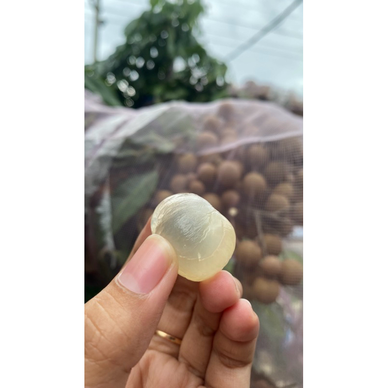 

BUAH KELENGKENG ENAK SUPER MANIS FRESH TANPA BANYAK AIR BIJI KECIL DAGING TEBAL