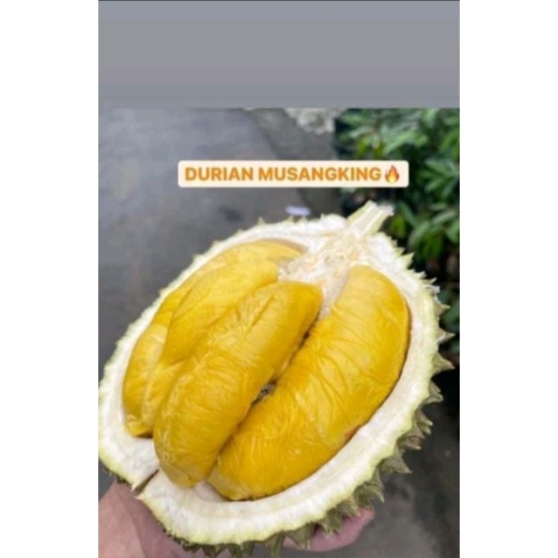 

DURIAN MUSANG