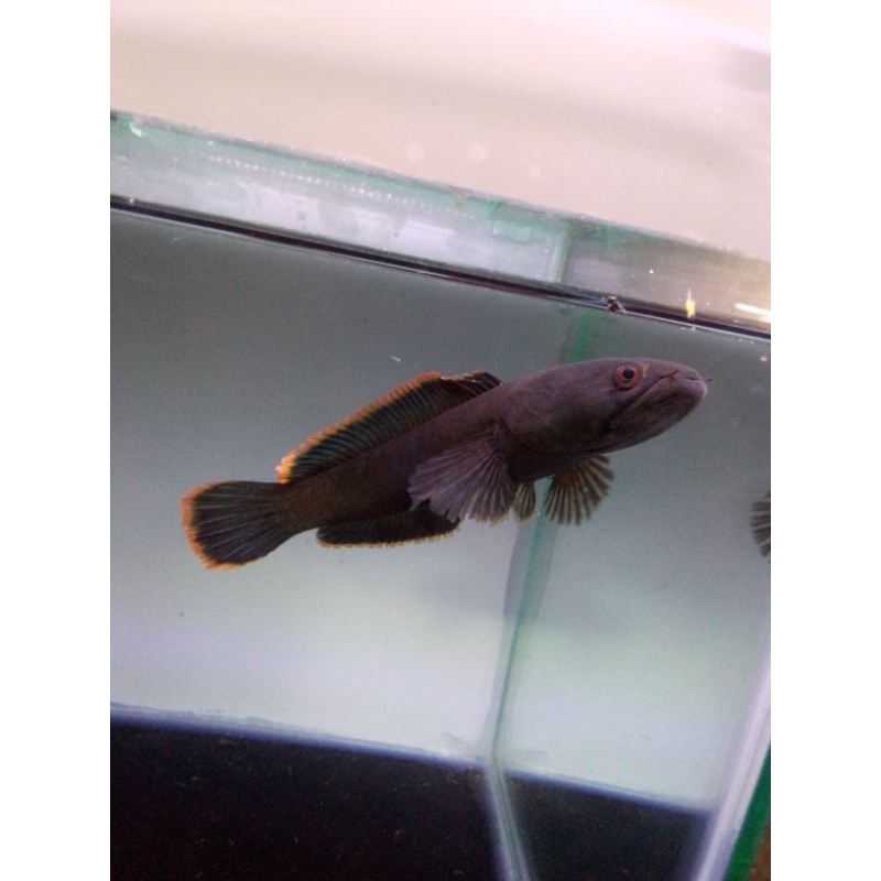 limbata singel tank mental bagus ukuran 11-13cm