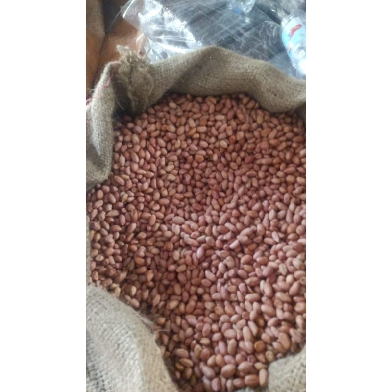 

KACANG TANAH MENTAH/KACANG TANAH