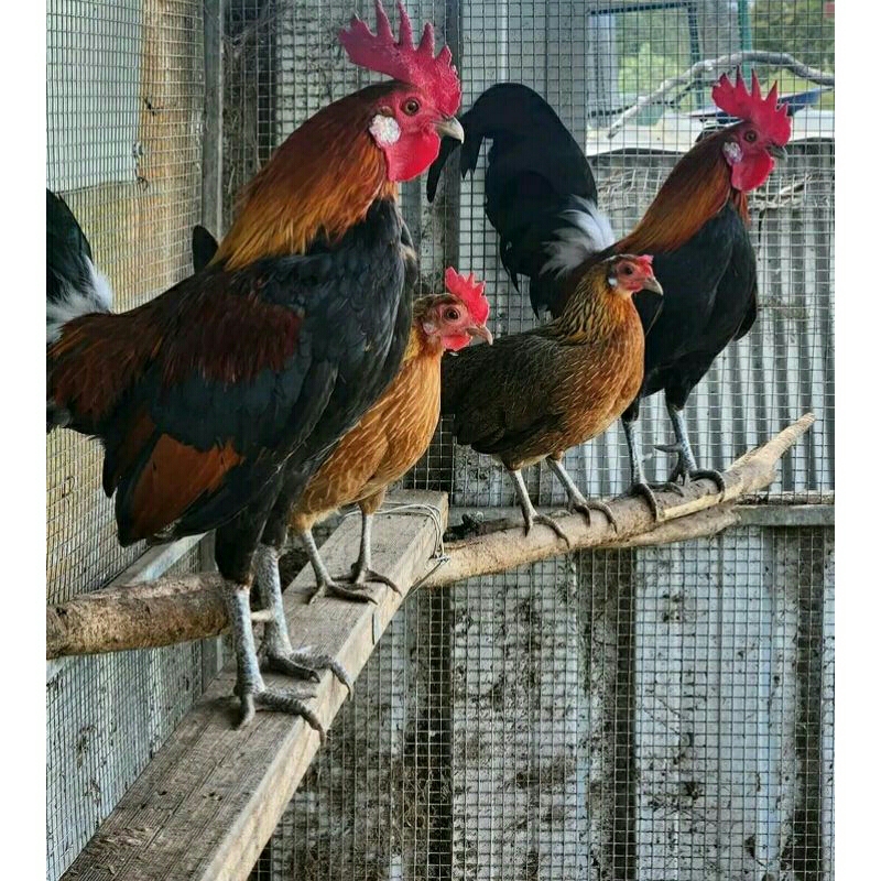 telur ayam hutan merah ory untuk di tetaskan.