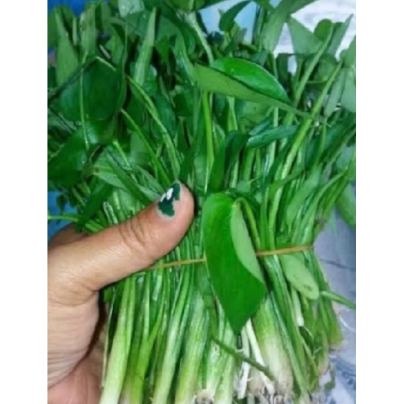 

eceng sawah segar 300 grm