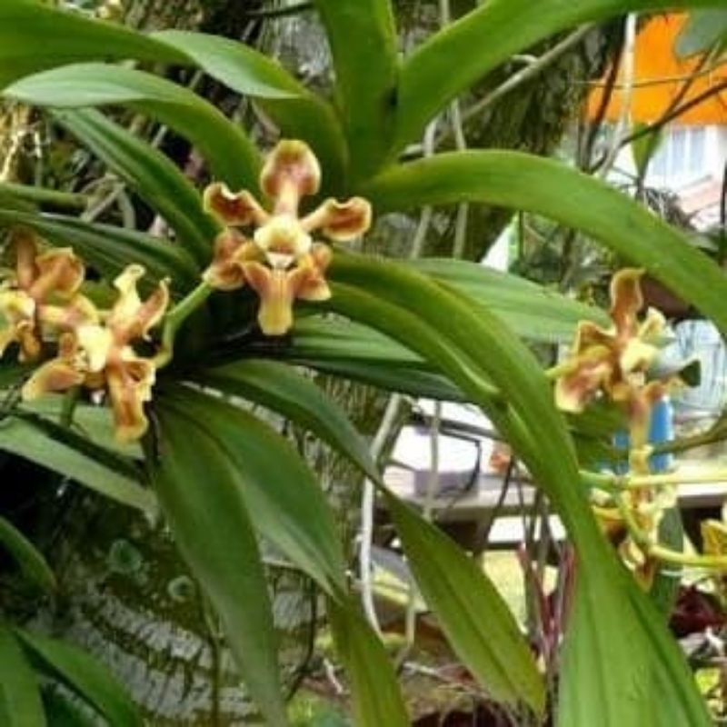 Tanaman Hias Anggrek Helfola / jenis langka