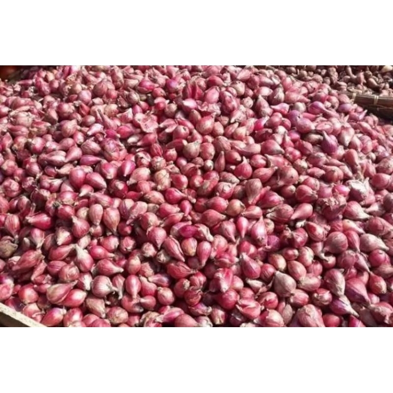 

Bawang merah brebes 1kg sedang