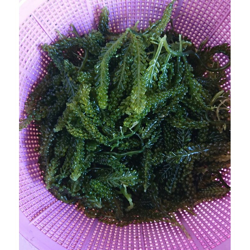 

seagrape, latoh, lawilawi 500 gram