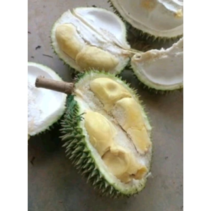 

DURIAN UKURAN STANDAR 2 KG