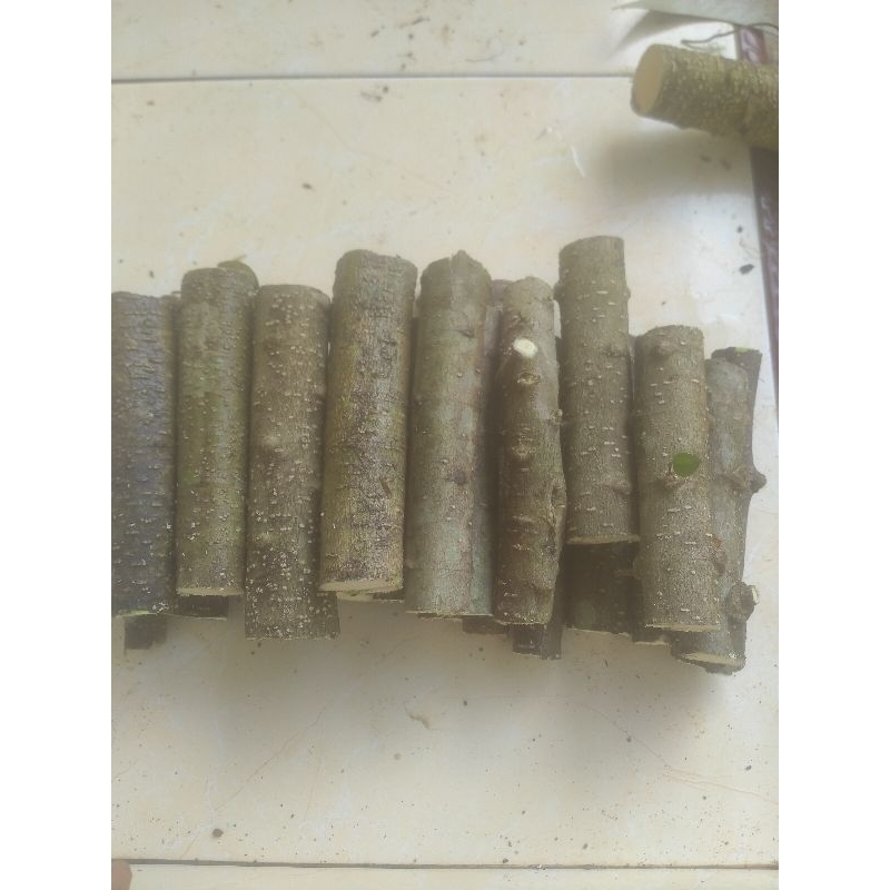 batang anting putri isi 10 batang