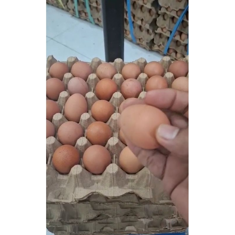 

Telur Ayam Mini