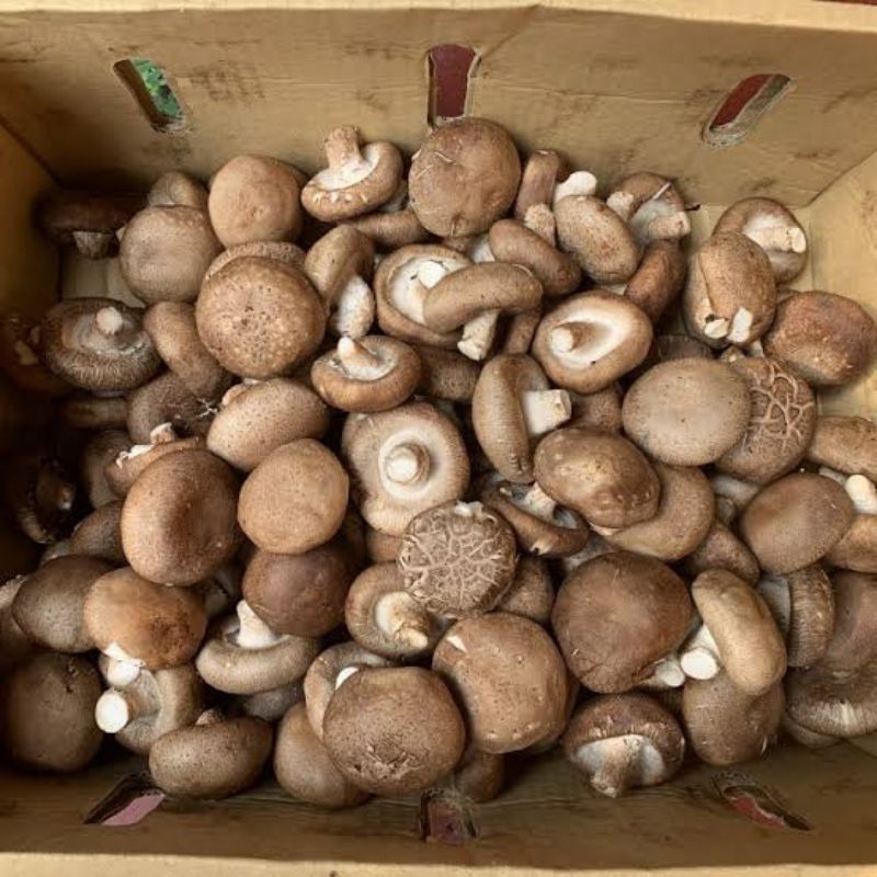 

jamur shintake berat 100grm