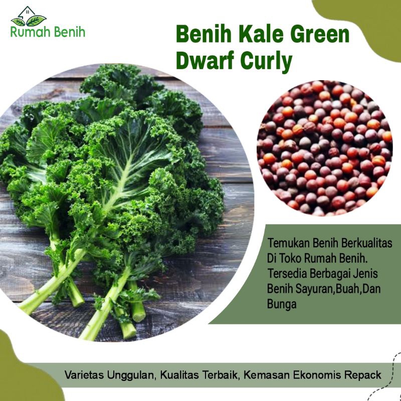 Benih Kale Green Dwarf Curly / Bibit Benih Blue Scotch Curled / Biji Benih Sayuran Kale Hijau Keriti